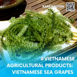 Vietnamese agricultural products: Vietnamese sea grapes